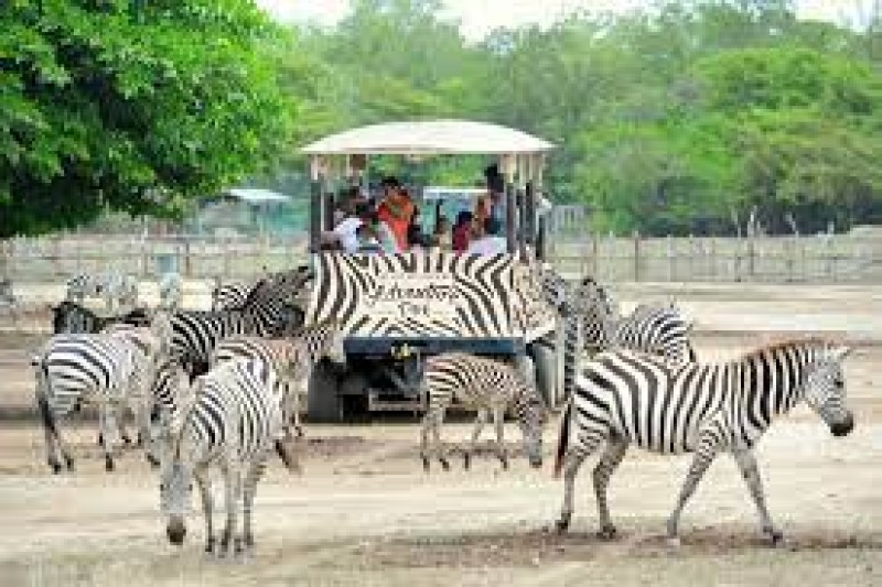 Africa Safari Adventure Park
