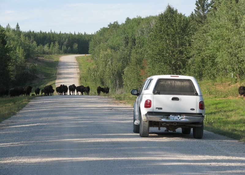 Wood Buffalo National Park