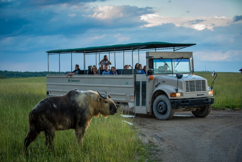 Safaris