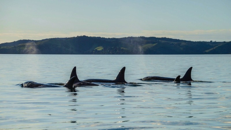 Auckland Dolphin & Whale Watching Cruises