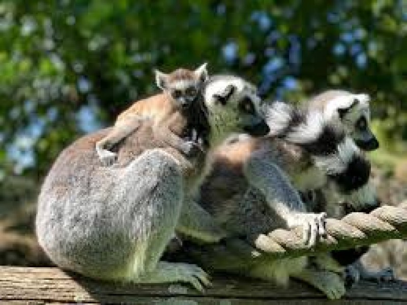 Hamilton Zoo