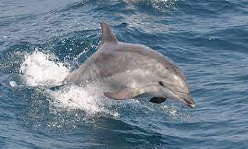 Dolphin Watching