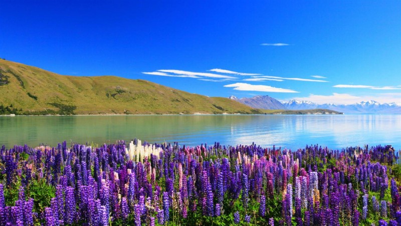 Lake Tekapo