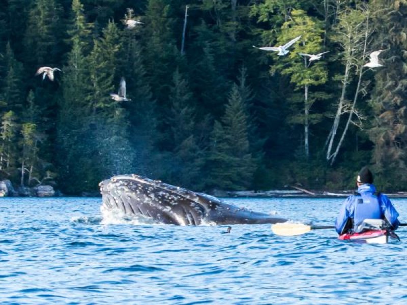 Kayak With Whales