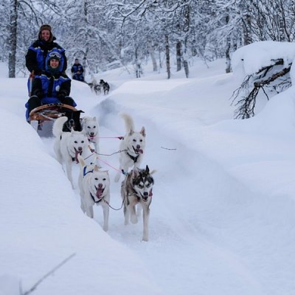 Lapland Husky Sled Safari