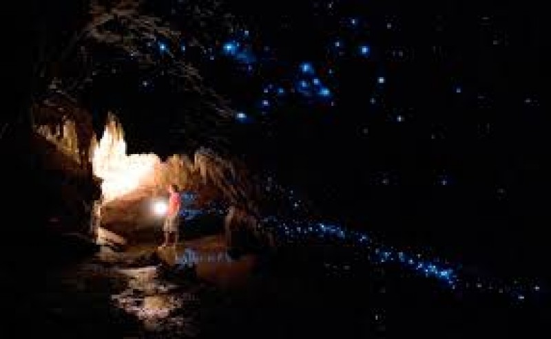 Nikau Cave & Café