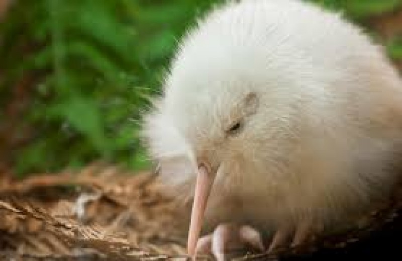 Pūkaha National Wildlife Centre