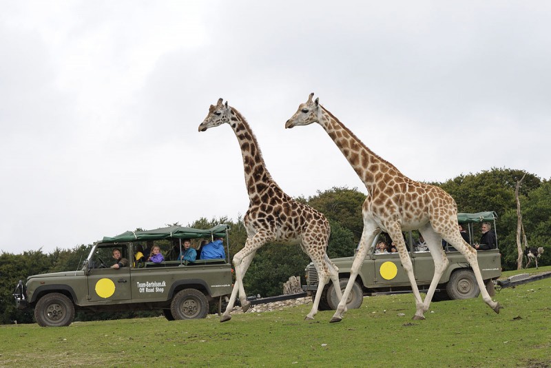 Ree Park Safari