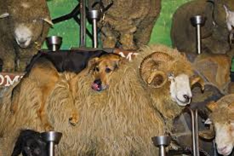 Agrodome