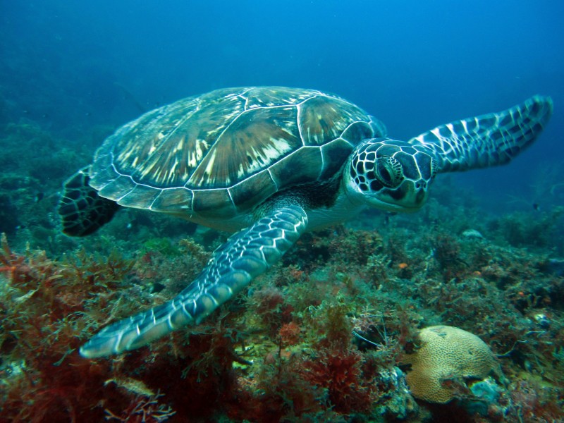 Deep Turtle Plongee