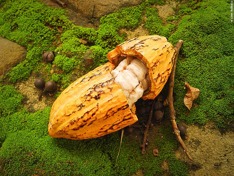Cacao
