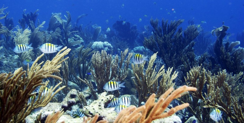 Bonaire National Marine Park