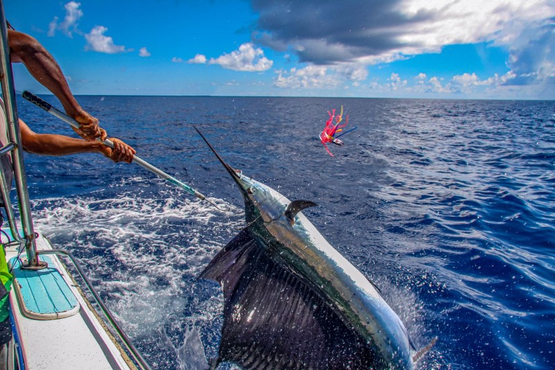 Big-Game Fishing in the Biminis
