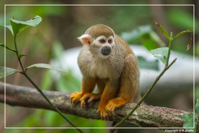 Zoo de Guyane
