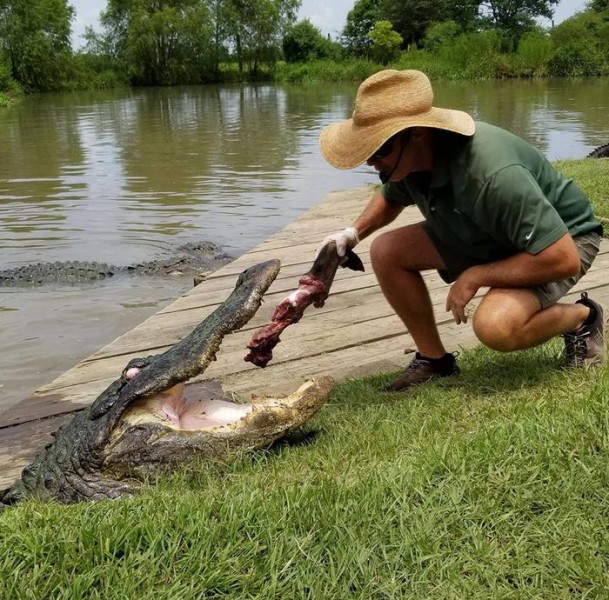 Alligator Alley