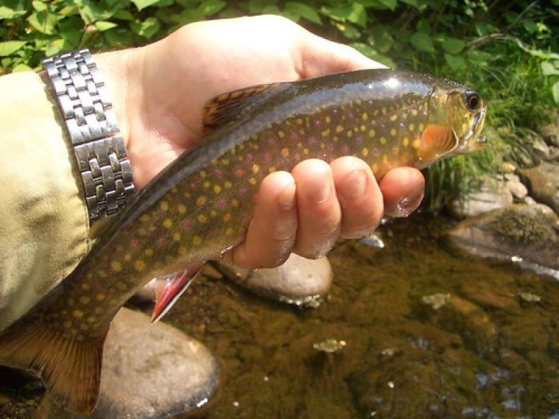 Fly Fish