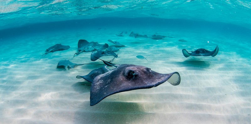 Stingray City and Snorkel Tour