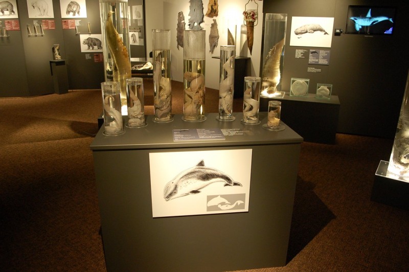 Icelandic Phallological Museum