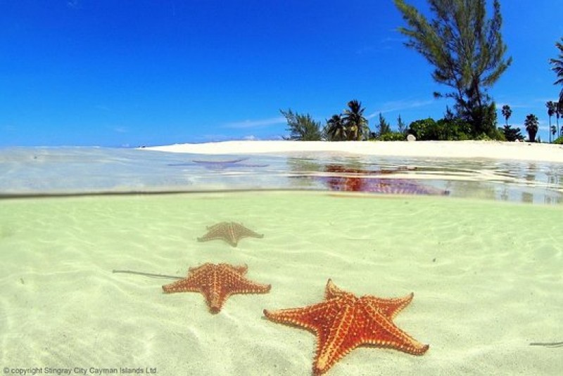 Starfish Point