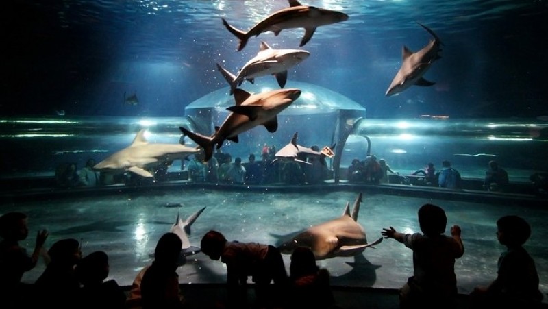 Oklahoma Aquarium