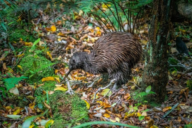 Kaweka Forest Park