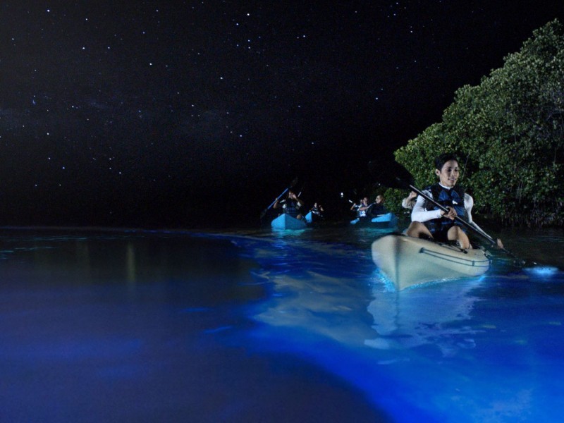 Bioluminescent Bay