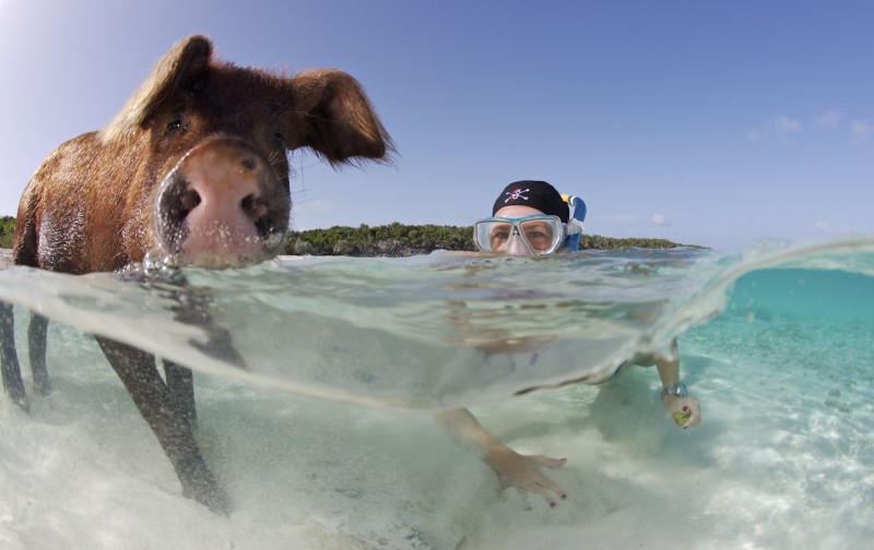 Swim with Pigs