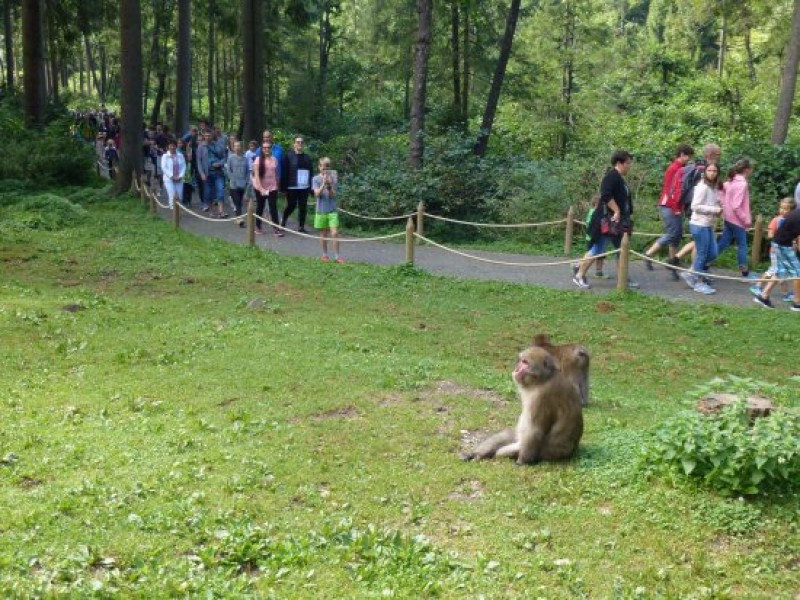 Abenteuer Affenberg TT.