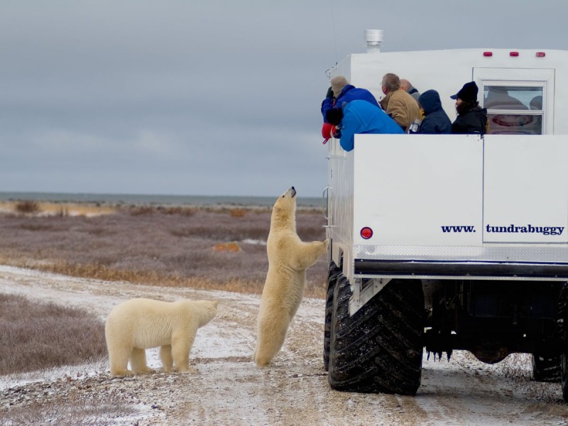 Set out on a polar bear expedition