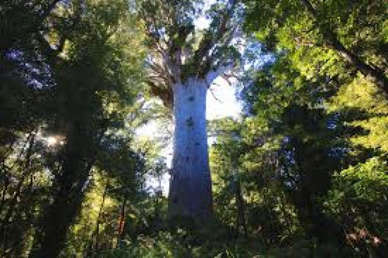 Tāne Mahuta