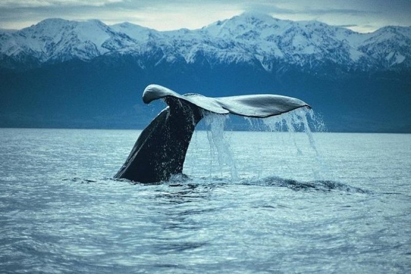 Kaikoura Whale Watch Day Tour 