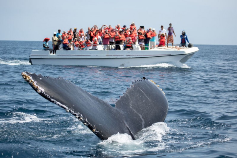 Go whale watching on the Samaná Peninsula