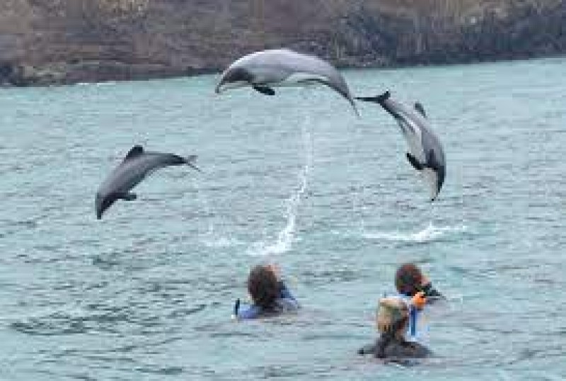 Akaroa Swim with Dolphins Tour 